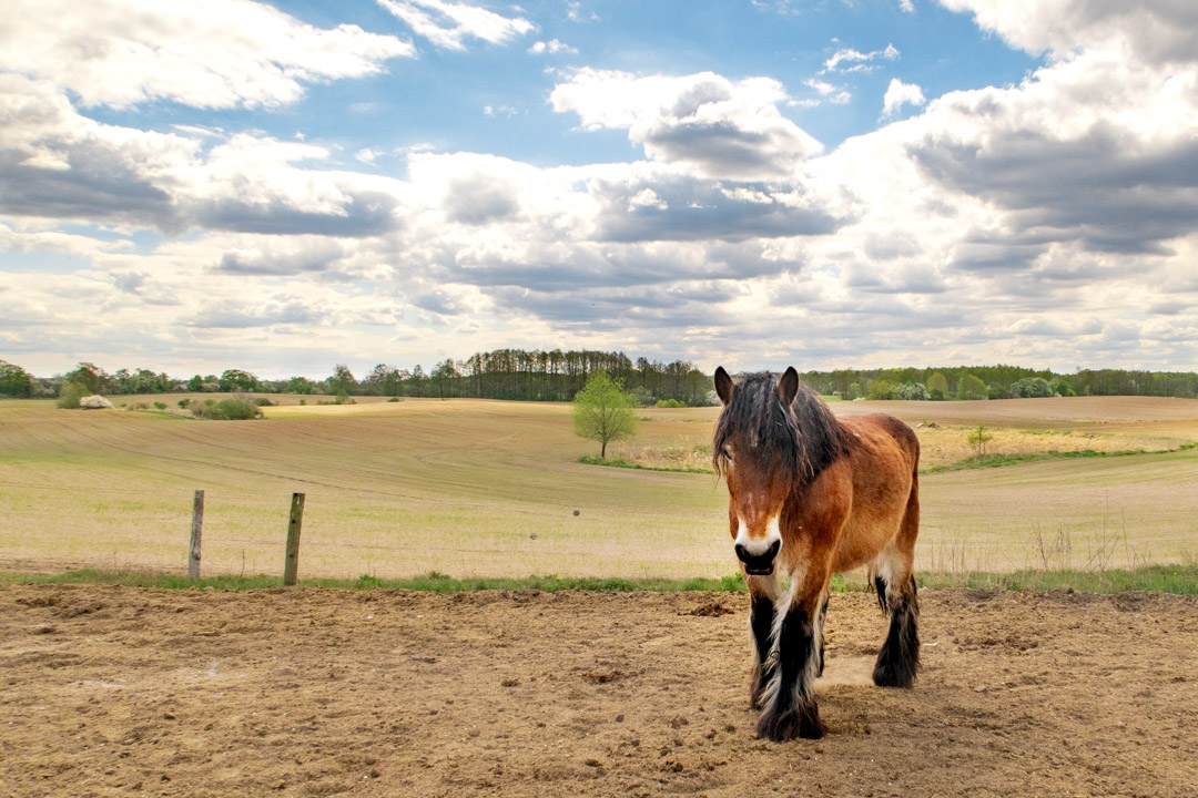 Landschaft mit Pferd